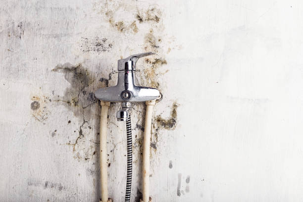 Best Post-Flood Mold Remediation in Roebuck, SC