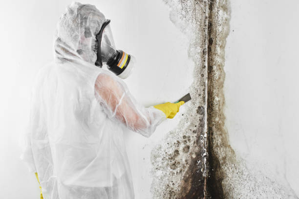 Best Emergency Mold Remediation in Roebuck, SC