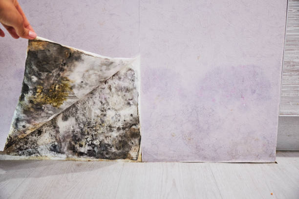 Trusted Roebuck, SC Mold Remediation Experts